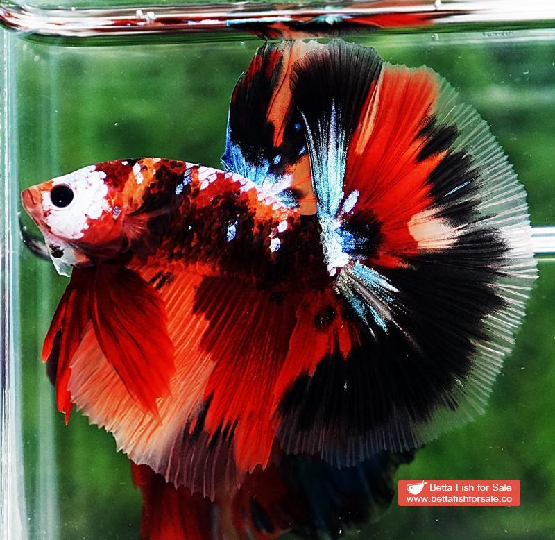 Betta fish OHM Half Helmet Candy Warrior (Comp) - Image 2