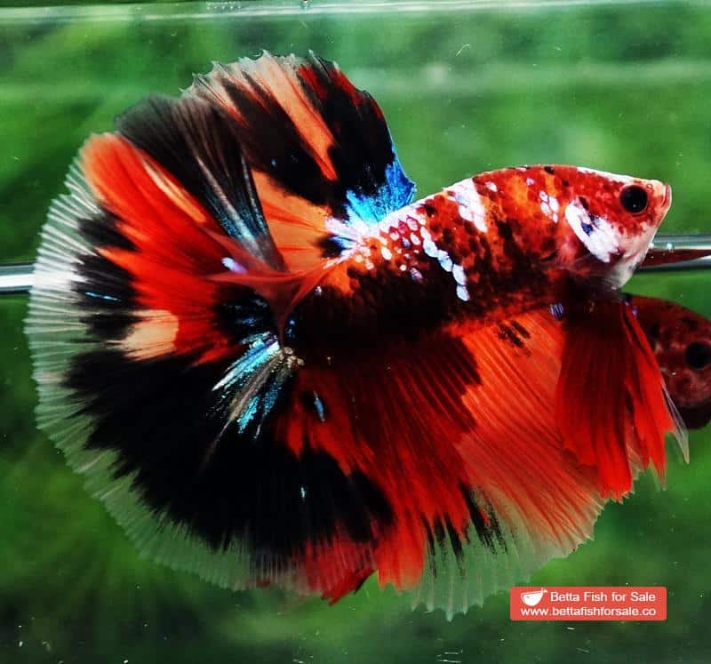 Betta fish OHM Half Helmet Candy Warrior (Comp) - Image 3