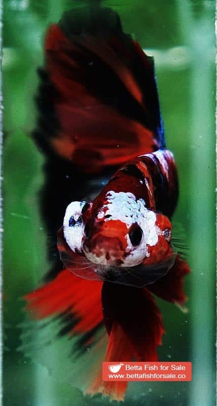 Betta fish OHM Half Helmet Candy Warrior (Comp) - Image 7