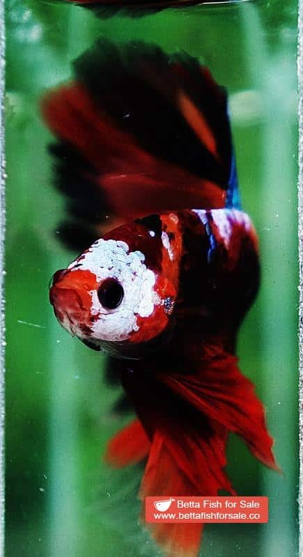 Betta fish OHM Half Helmet Candy Warrior (Comp) - Image 8