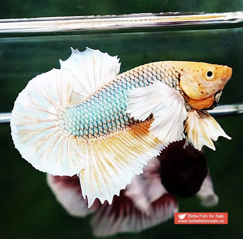 Betta fish HMPK Yellow Pineapple Dumbo - Image 2