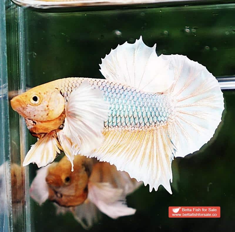 Betta fish HMPK Yellow Pineapple Dumbo - Image 5