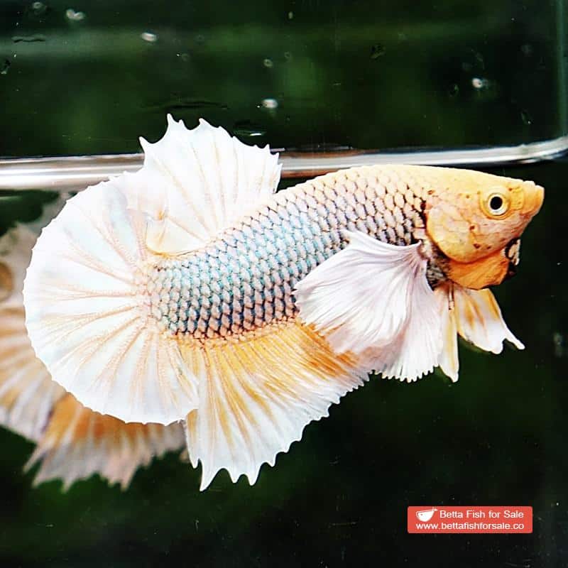 Betta fish HMPK Yellow Pineapple Dumbo - Image 6