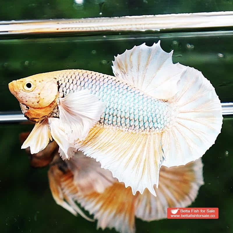 Betta fish HMPK Yellow Pineapple Dumbo - Image 3