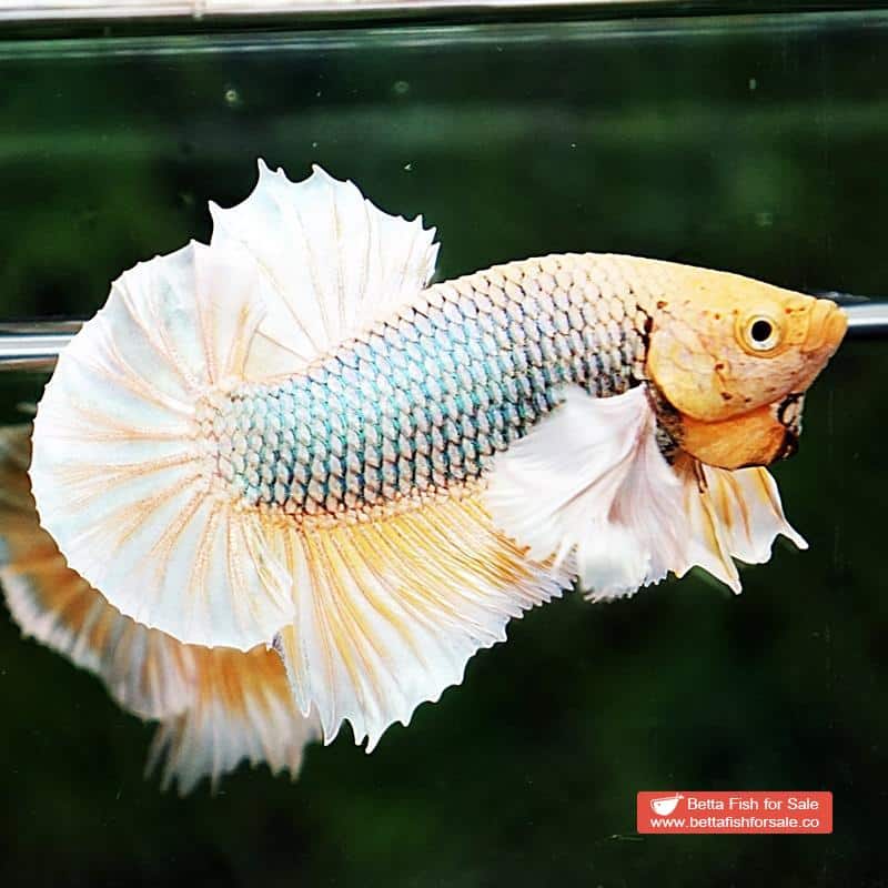 Betta fish HMPK Yellow Pineapple Dumbo - Image 4