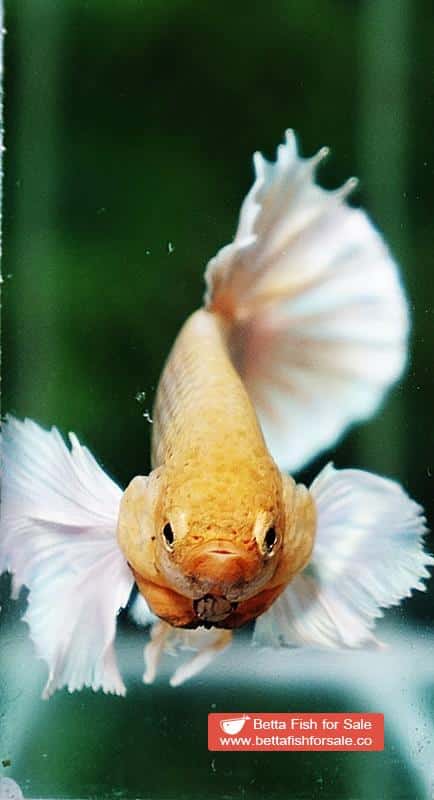 Betta fish HMPK Yellow Pineapple Dumbo - Image 7