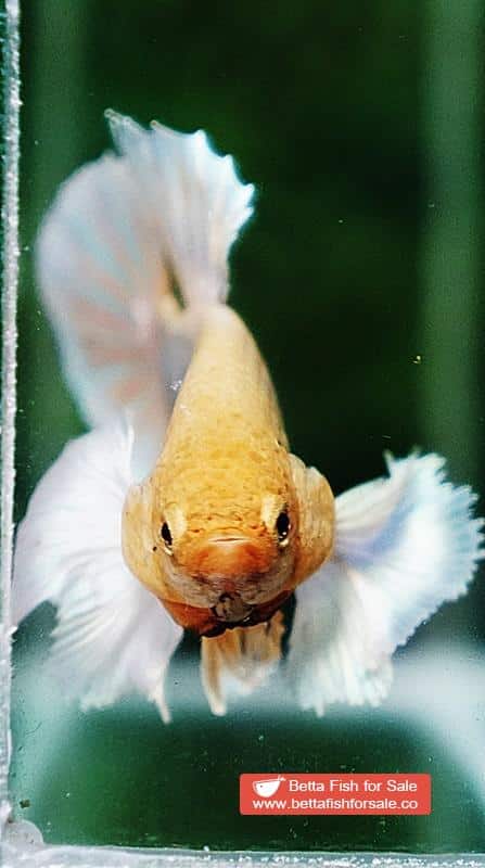 Betta fish HMPK Yellow Pineapple Dumbo - Image 8