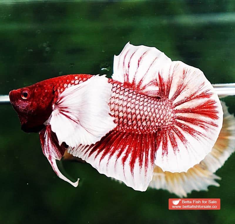 Betta fish HMPK Red Salamander Dumbo - Image 4