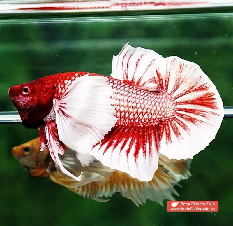 Betta fish HMPK Red Salamander Dumbo - Image 2