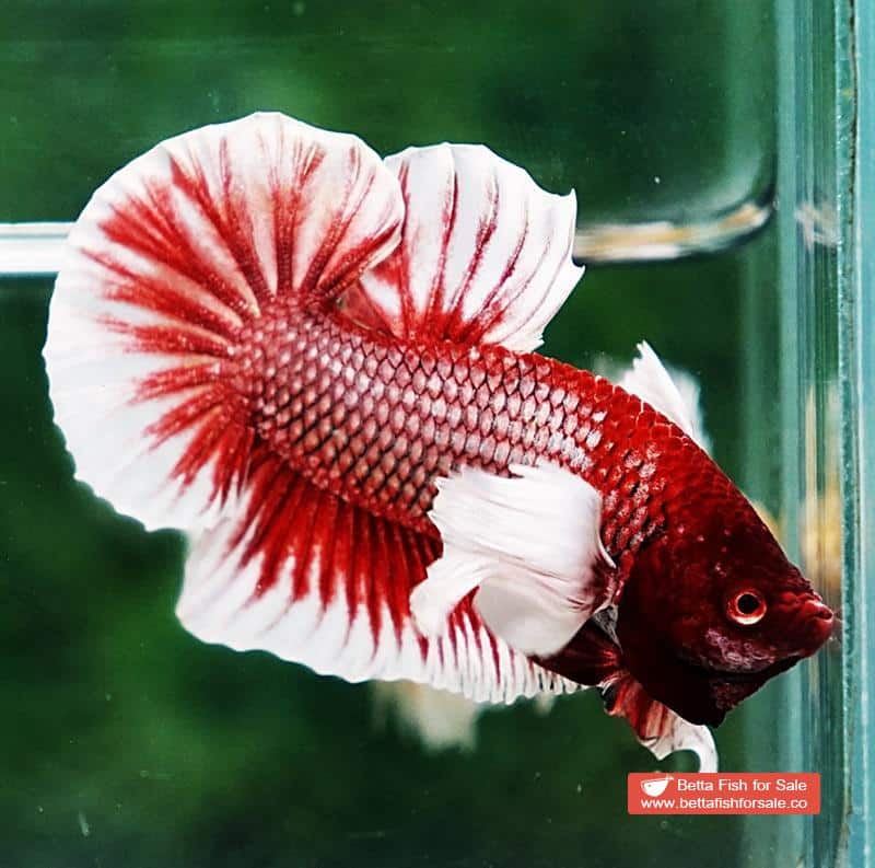Betta fish HMPK Red Salamander Dumbo - Image 3
