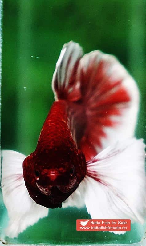 Betta fish HMPK Red Salamander Dumbo - Image 6