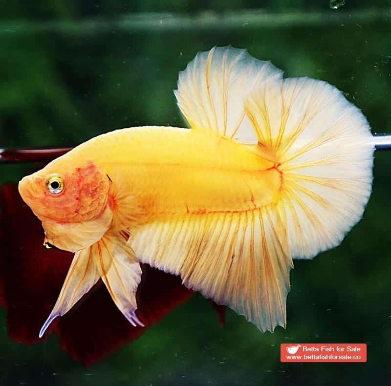 Betta fish HMPK Super Strong Yellow - Image 2