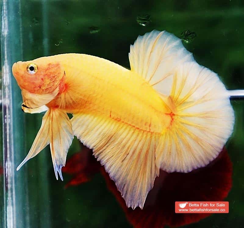 Betta fish HMPK Super Strong Yellow - Image 4