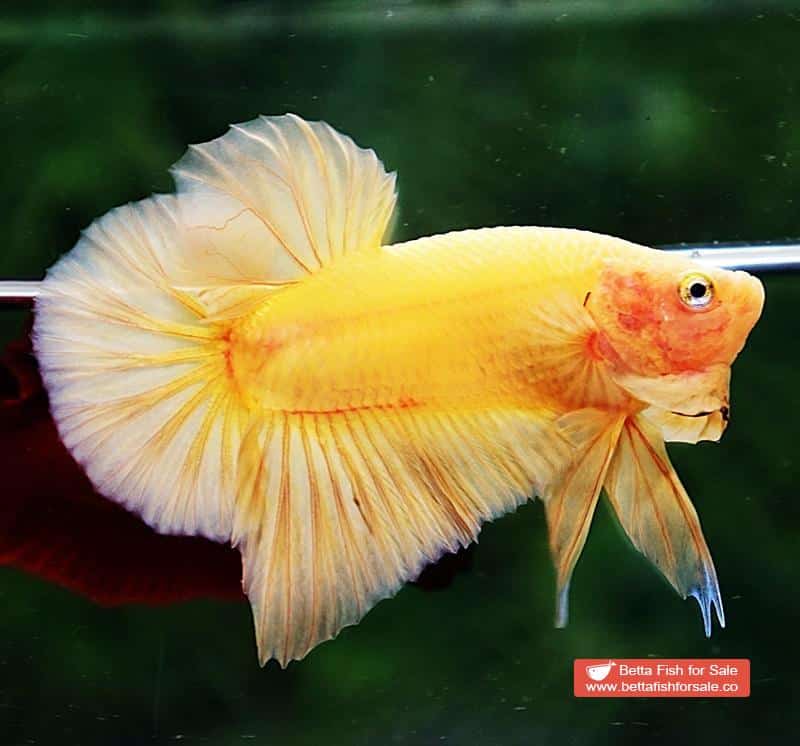 Betta fish HMPK Super Strong Yellow - Image 3