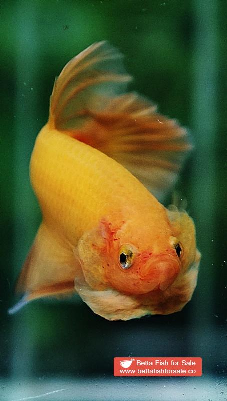 Betta fish HMPK Super Strong Yellow - Image 5