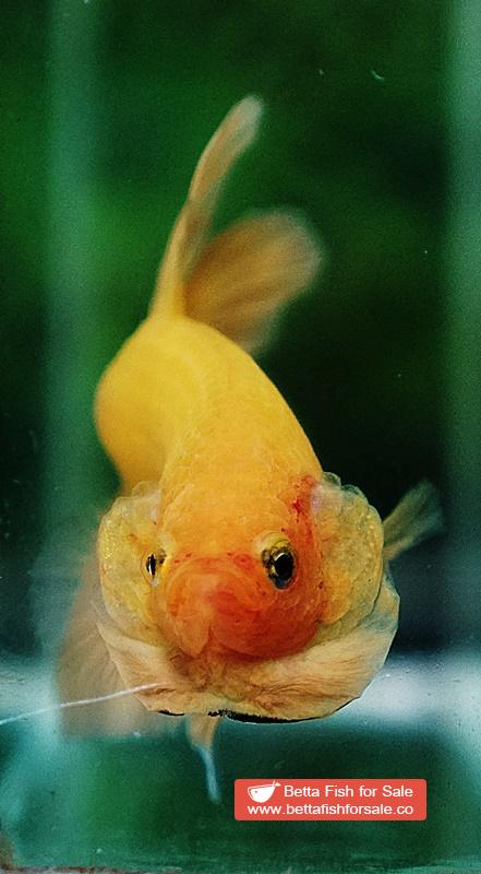 Betta fish HMPK Super Strong Yellow - Image 6