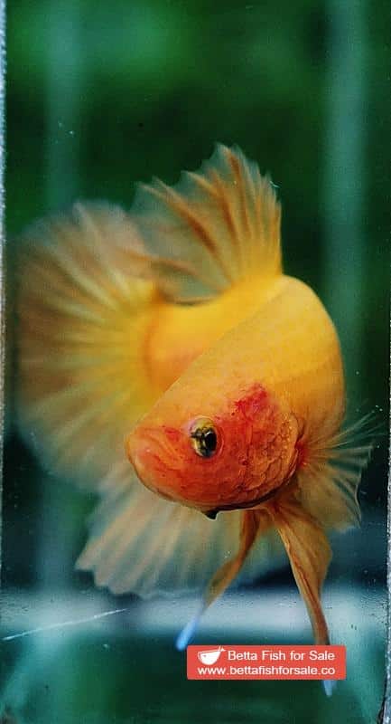Betta fish HMPK Super Strong Yellow - Image 7
