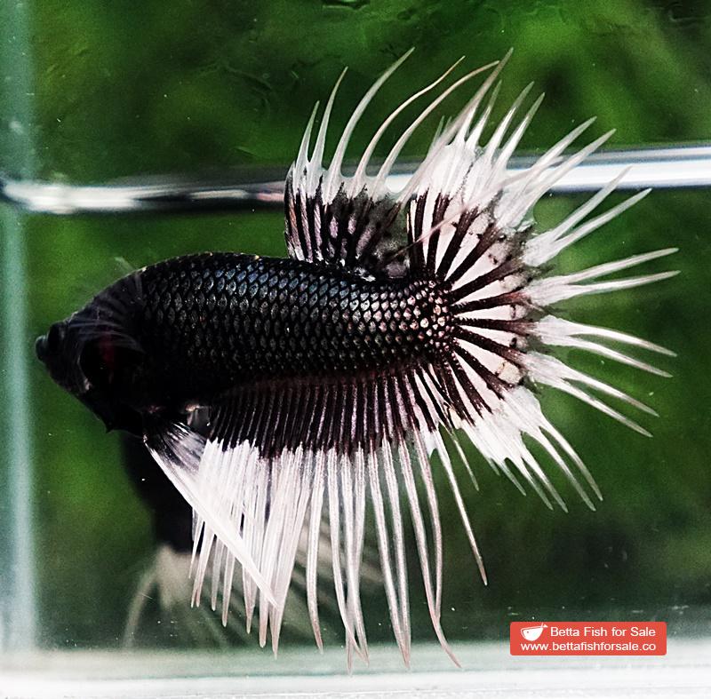 Betta fish CT Black White Butterfly (Comp) - Image 3