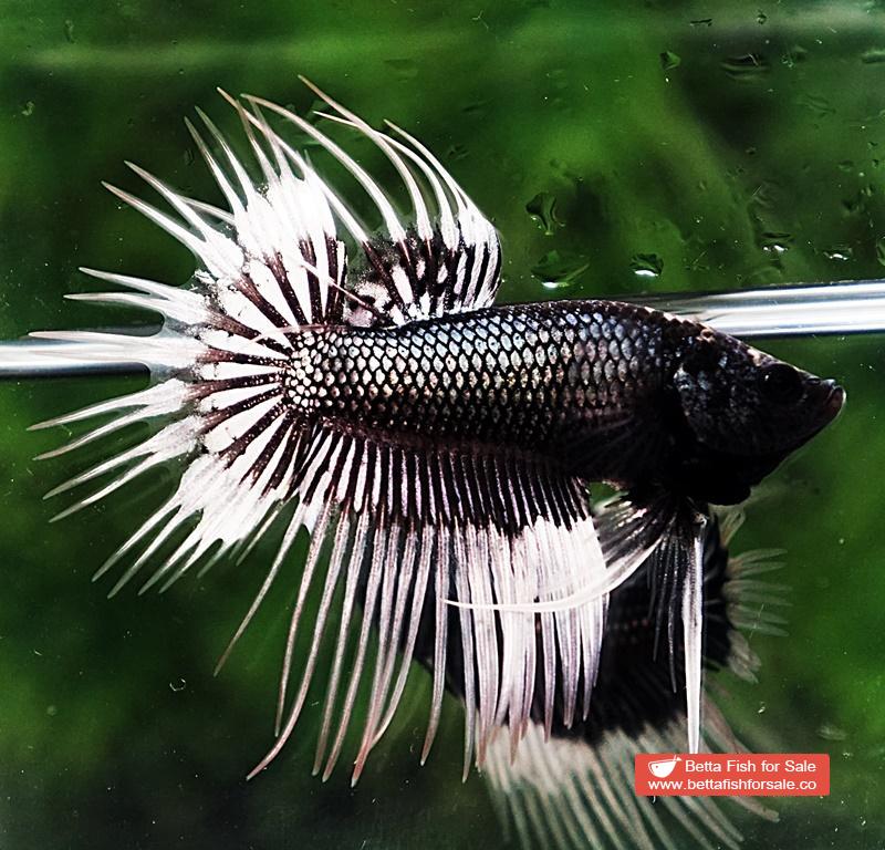 Betta fish CT Black White Butterfly (Comp) - Image 4