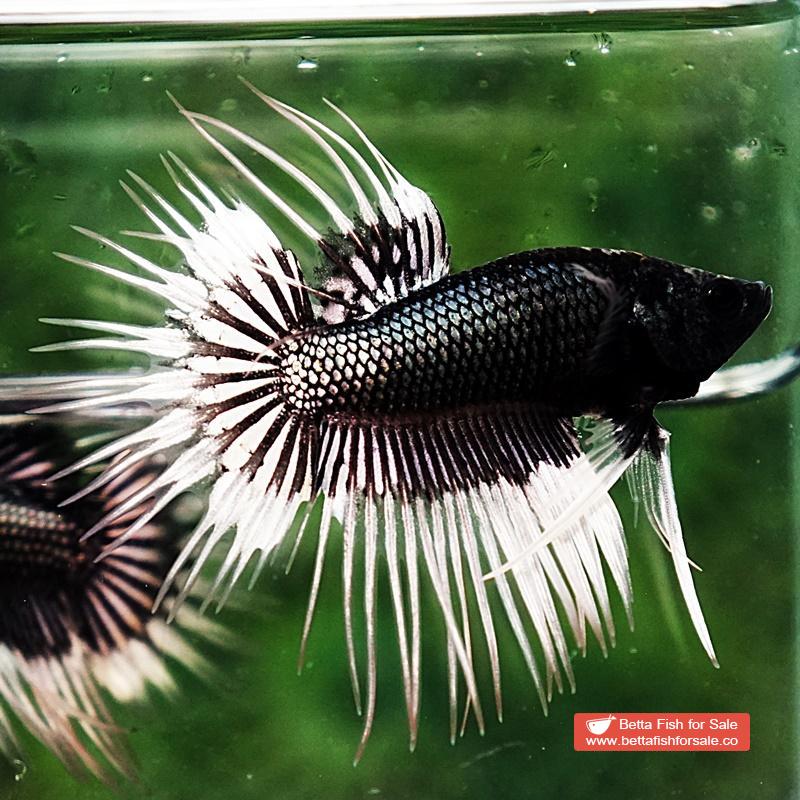 Betta fish CT Black White Butterfly (Comp) - Image 6