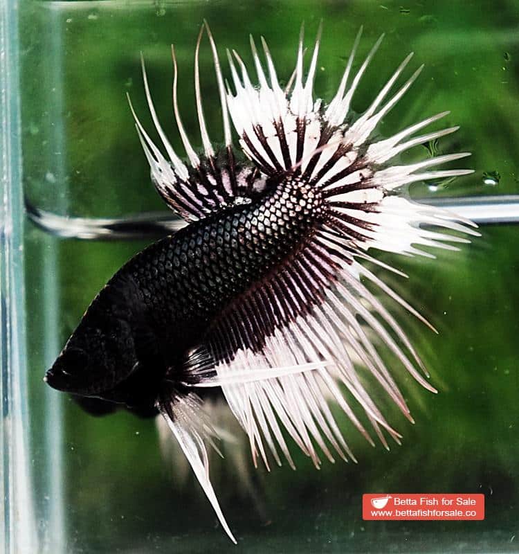 Betta fish CT Black White Butterfly (Comp) - Image 5