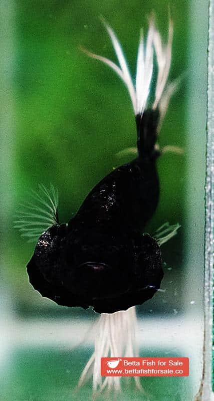 Betta fish CT Black White Butterfly (Comp) - Image 7
