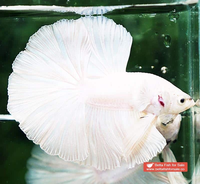 Betta fish HM White Black Nose - Image 2