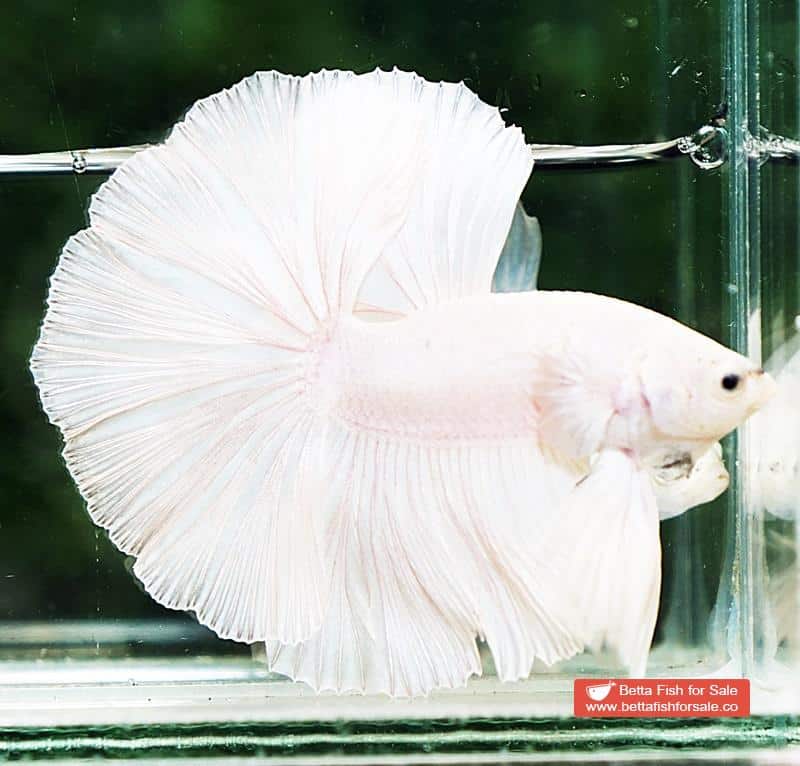 Betta fish HM White Black Nose - Image 4