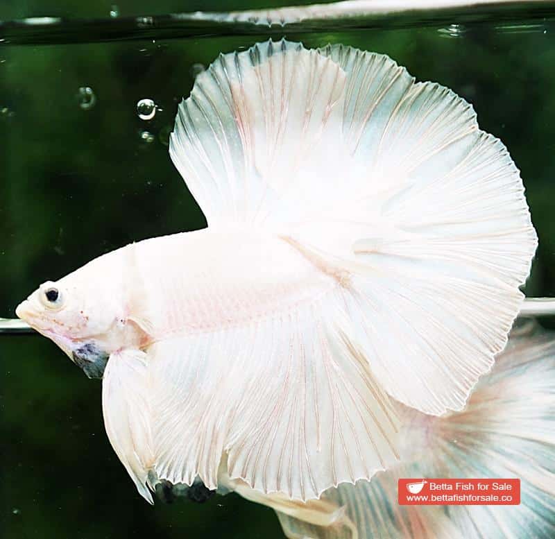 Betta fish HM White Black Nose - Image 5