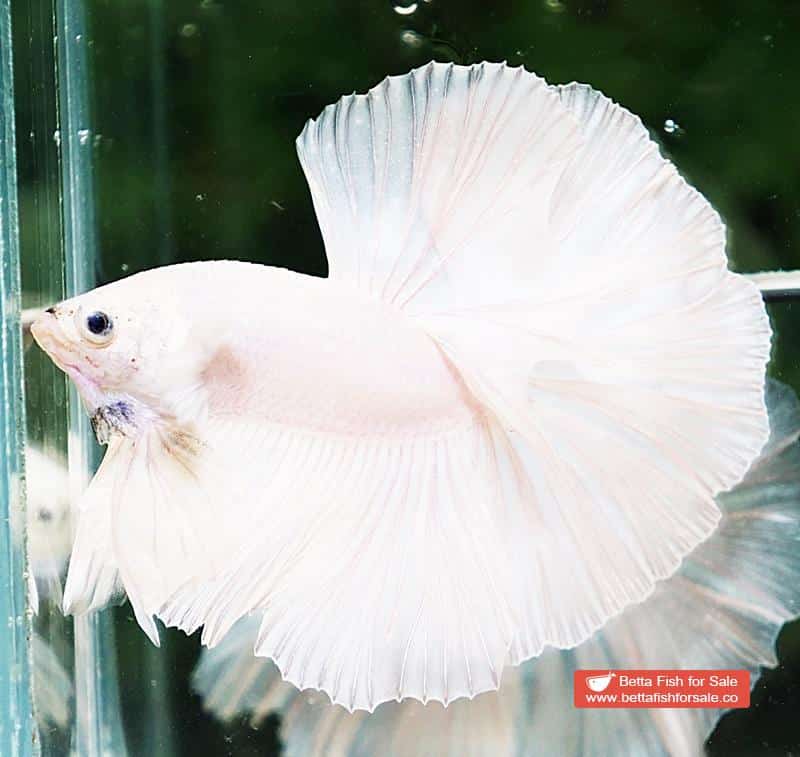 Betta fish HM White Black Nose - Image 3