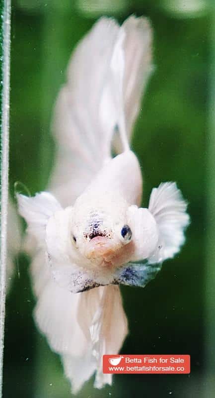 Betta fish HM White Black Nose - Image 6