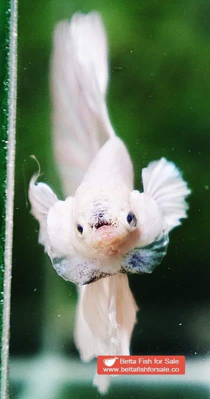 Betta fish HM White Black Nose - Image 7