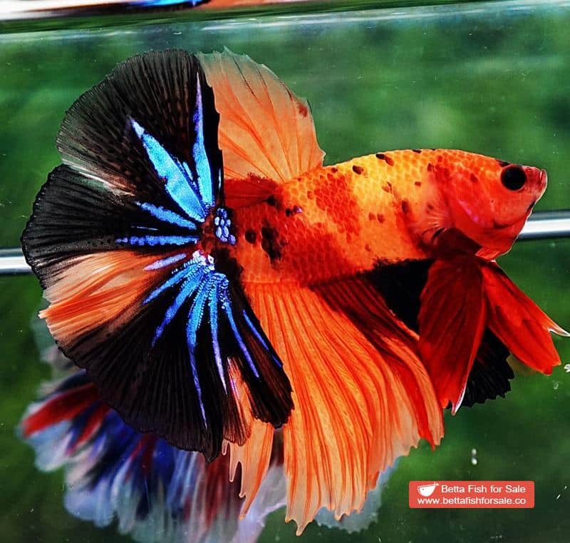 Betta fish OHM Tiger Candy Nemo - Image 3