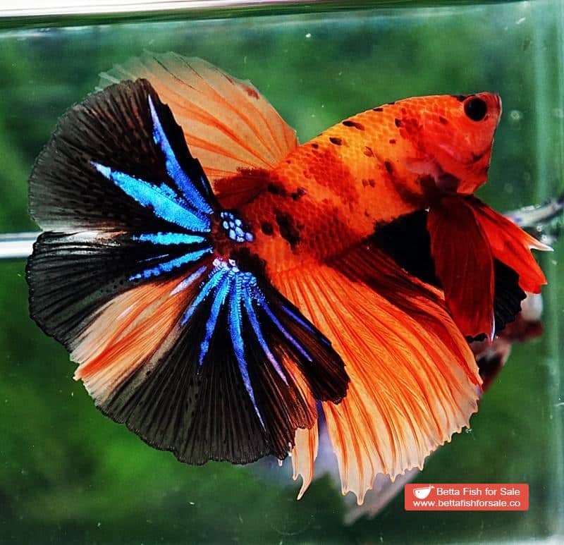 Betta fish OHM Tiger Candy Nemo - Image 5