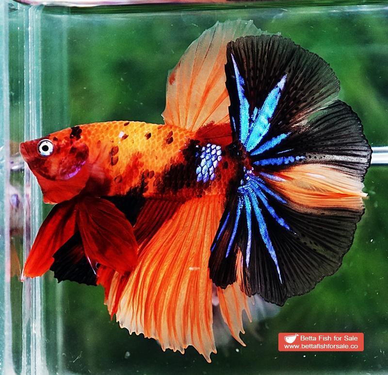 Betta fish OHM Tiger Candy Nemo - Image 2