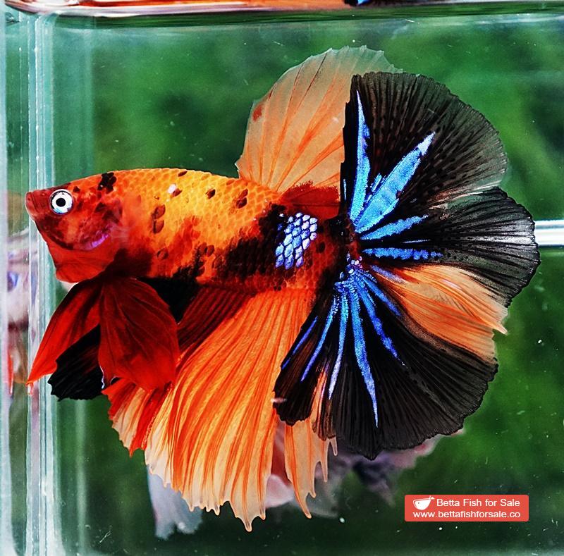 Betta fish OHM Tiger Candy Nemo - Image 4