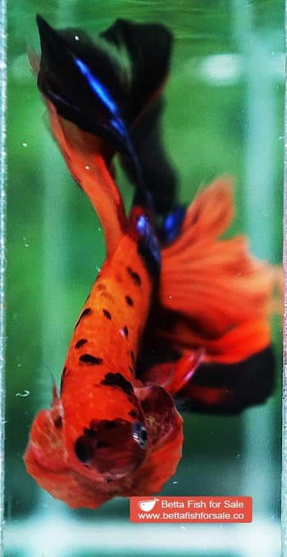 Betta fish OHM Tiger Candy Nemo - Image 6