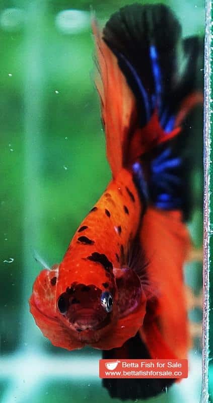Betta fish OHM Tiger Candy Nemo - Image 7
