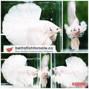 Betta fish HM White Black Nose