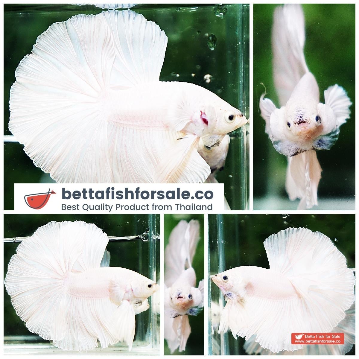 Betta fish HM White Black Nose