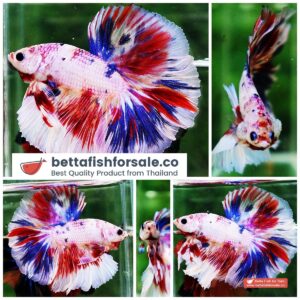 Betta fish OHM Multiple Rainbow Rosetail