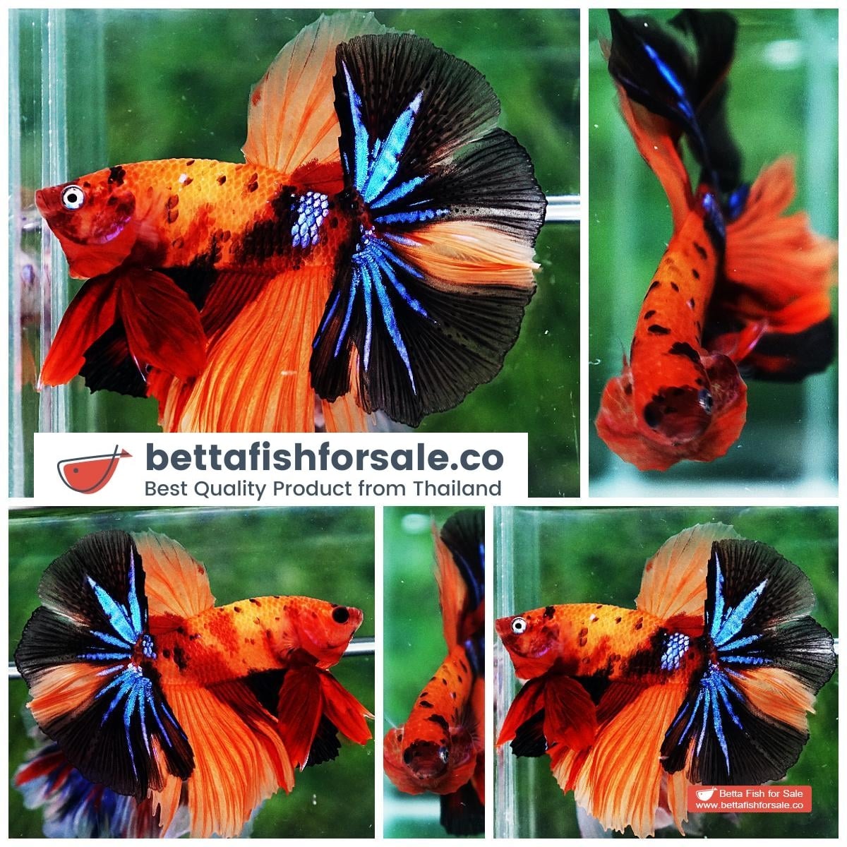 Betta fish OHM Tiger Candy Nemo