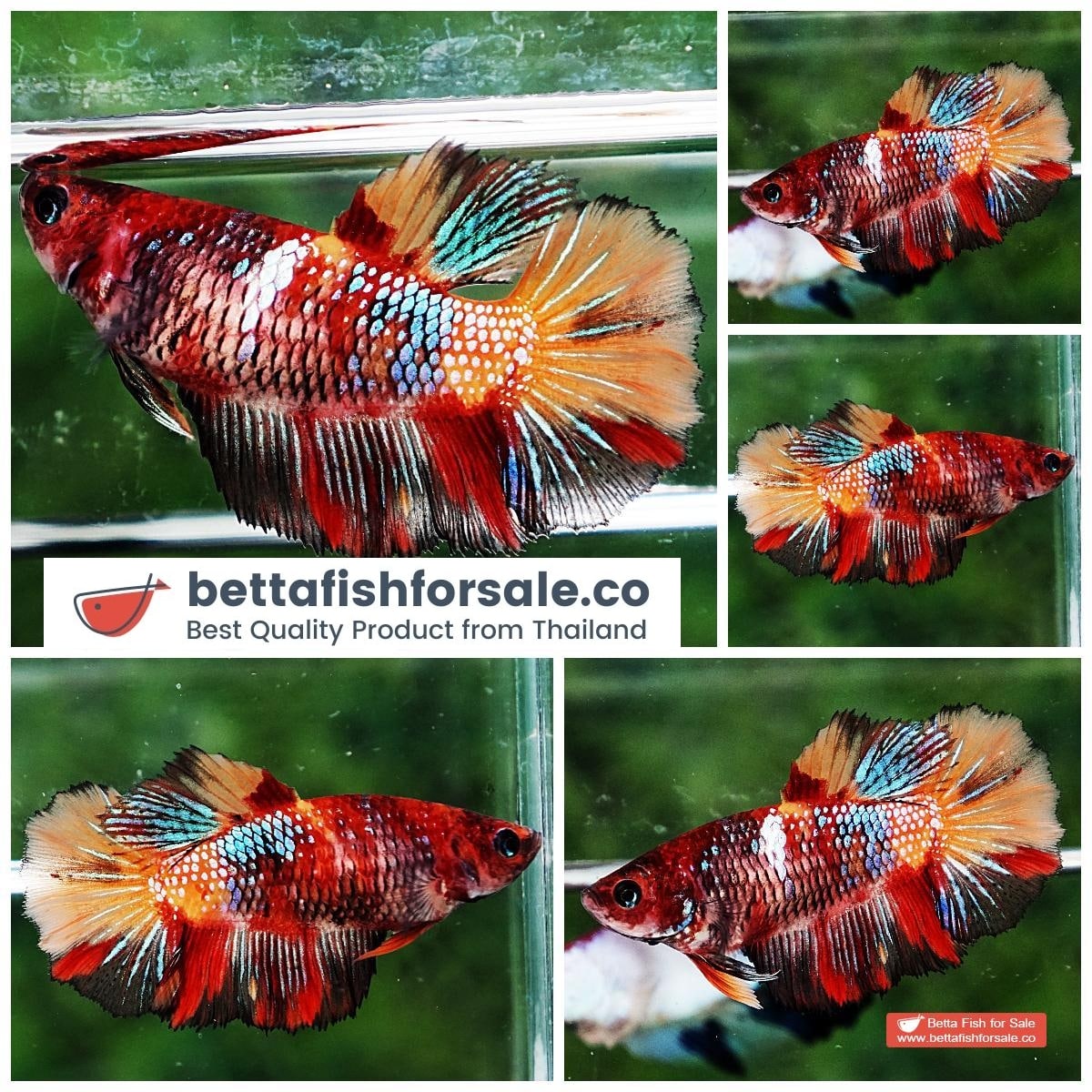 Betta fish Female HM Multicolor Candy Nemo