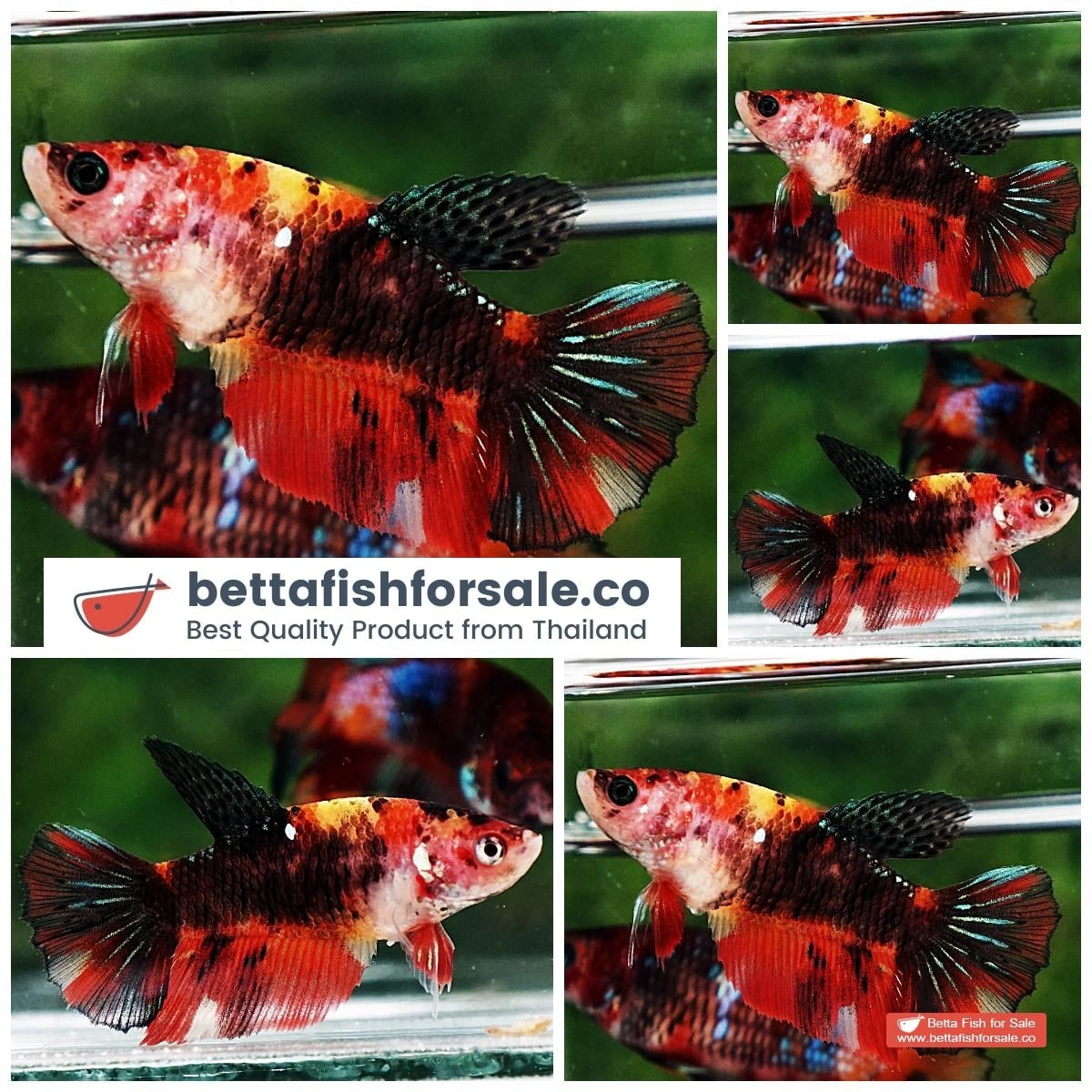 Betta fish Female HM Red Tiger Yellow Base