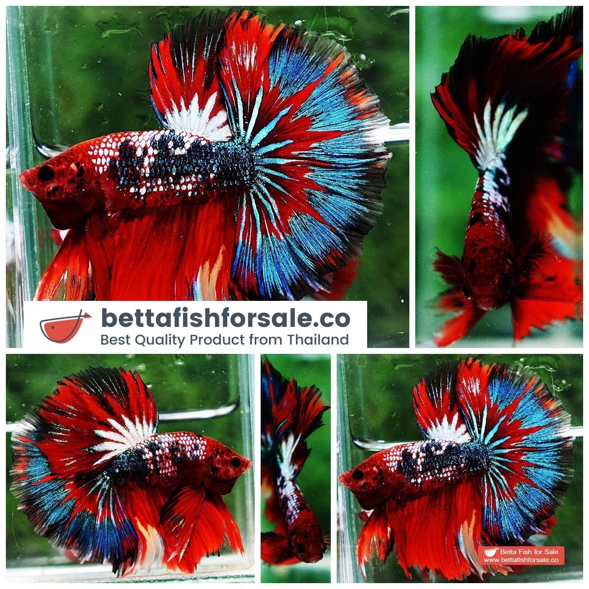Betta fish OHM Fancy Hell Copper Star