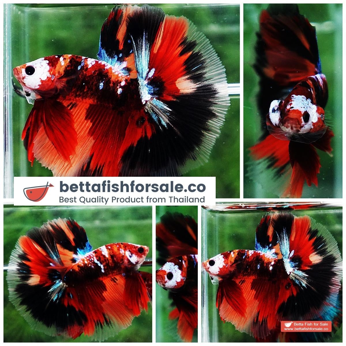 Betta fish OHM Half Helmet Candy Warrior (Comp)