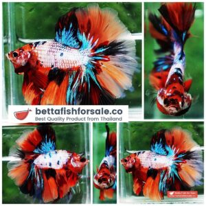 Betta fish OHM Multicolor Candy Rosetail