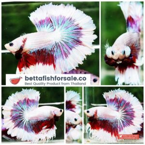 Betta fish OHS Purple Butterfly Dragon