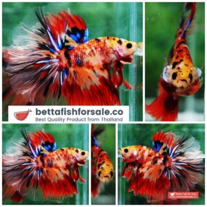 Betta fish OHM Nemo Yellow Base Rosetail
