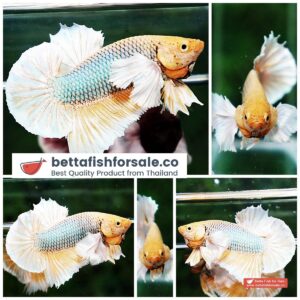 Betta fish HMPK Yellow Pineapple Dumbo
